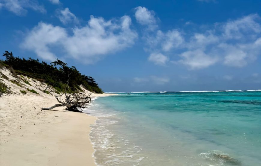 Swim with Turtles – Half Day (09:00–12:00) Private